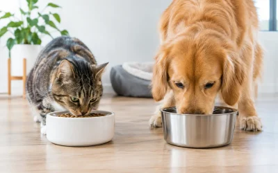 Ceramic Versus Stainless Bowls for Happy Pets